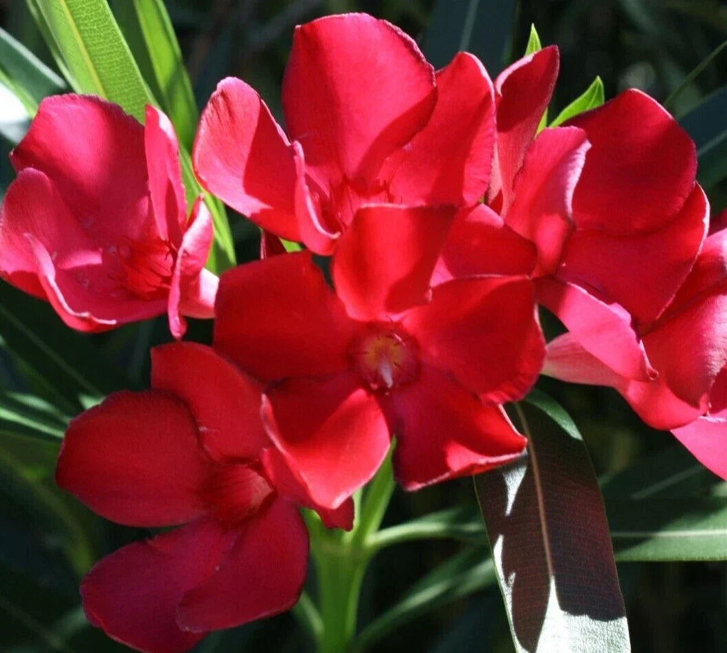 Oleander Live Cuttings 6" Red 7-Pack Nerium Oleander Bush Shrub Perennial - Fast-Growing Evergreen for Garden Hedges