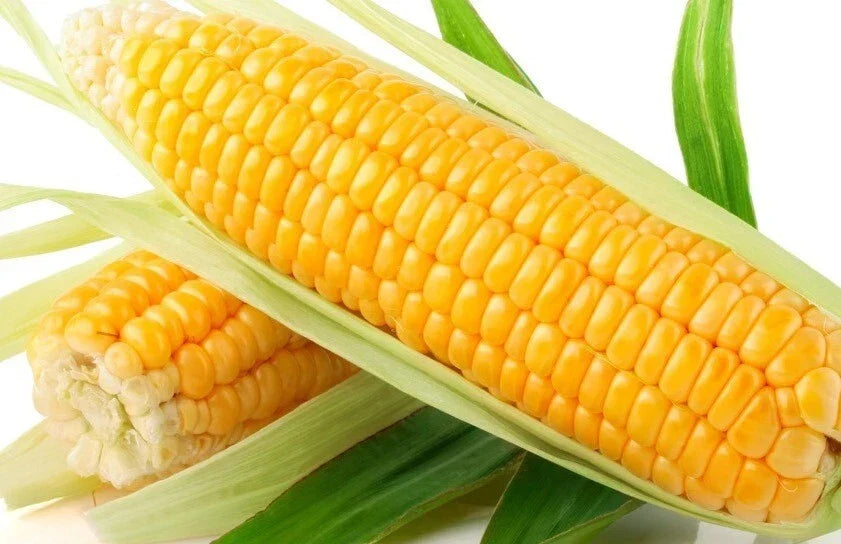 Sweet Golden Bantam Corn Seeds - 120+ Heirloom Organic NON-GMO - Zea mays - Perfect for Home Gardening and Fresh Eating