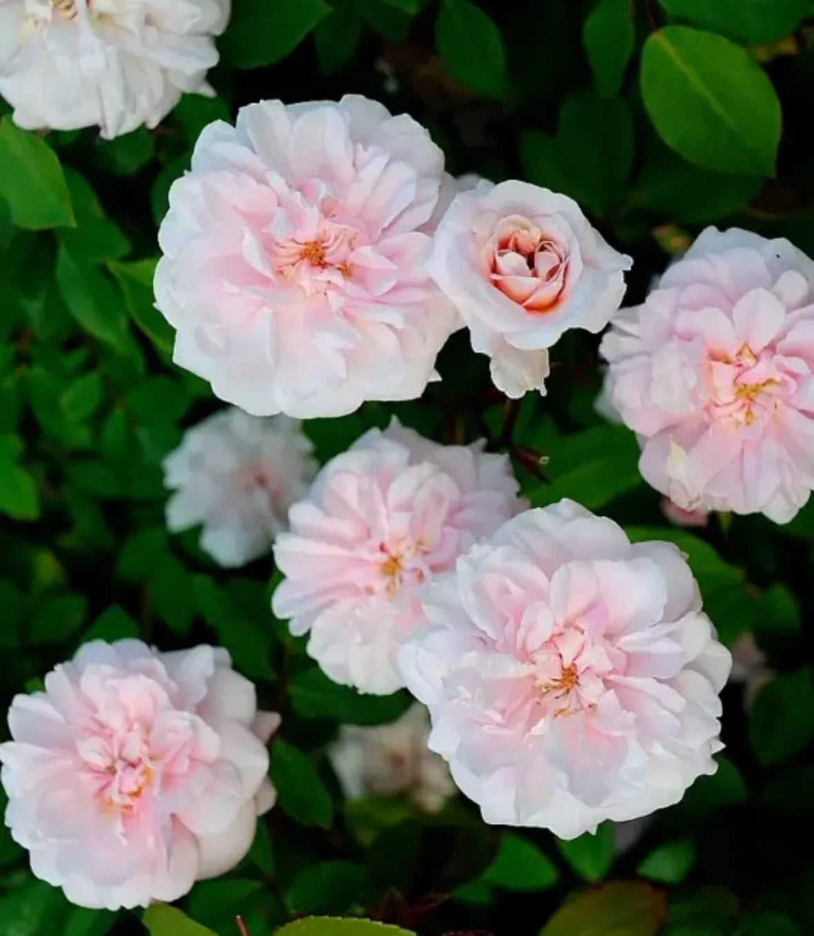 Cecile Brunner Rose Cuttings - 10 Unrooted Premium Plants - Rosa 'Cecile Brunner' - Fragrant Climbing Variety