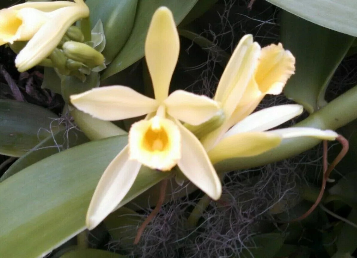 Vanilla Bean Orchid Plant 2.5" Pot | Vanilla planifolia | Climbing Vine with Glossy Green Leaves and White Flowers