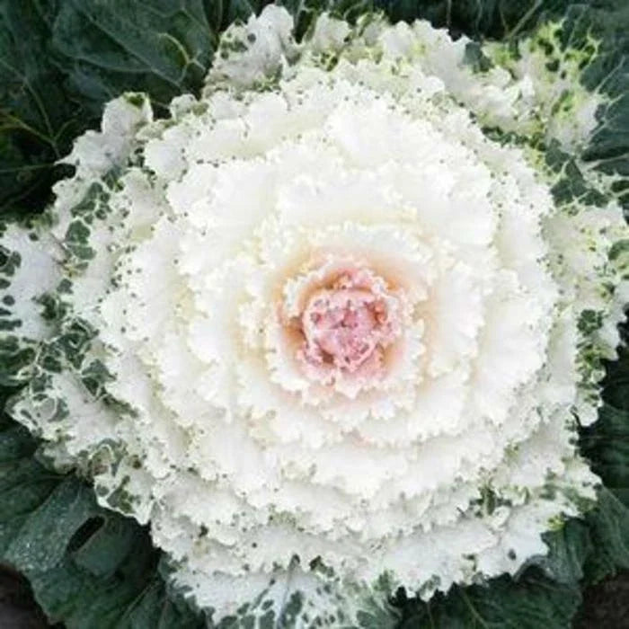 Ornamental Kale Seeds - Songbird White - 40 Non-GMO Seeds - Brassica oleracea - Ruffled Foliage for Borders & Containers