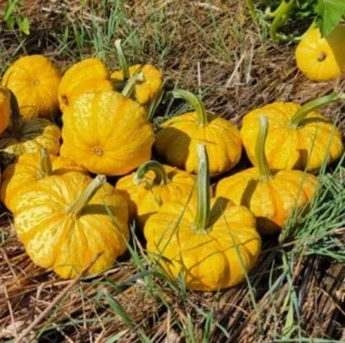 Sunrise Pumpkin Seeds for Planting - 10 Exotic Cucurbita pepo Seeds - Unique Orange and Yellow Variety for Garden & Cooking