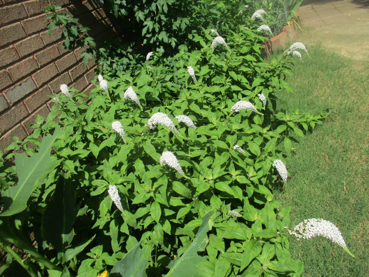 Gooseneck Loosestrife Roots 10 Pack, Hardy Perennial Ground Cover, Lysimachia clethroides, Flowering Garden Plant