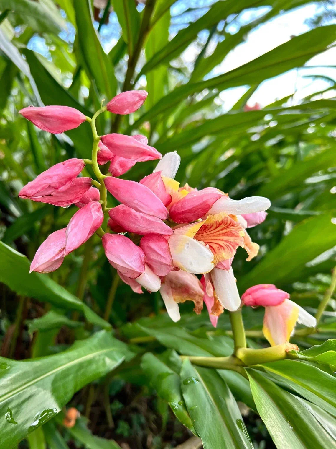 Pink Perfection Shell Ginger Rhizomes - 2 Pack, Alpinia hainanensis, Tropical Plant Roots for Gardens