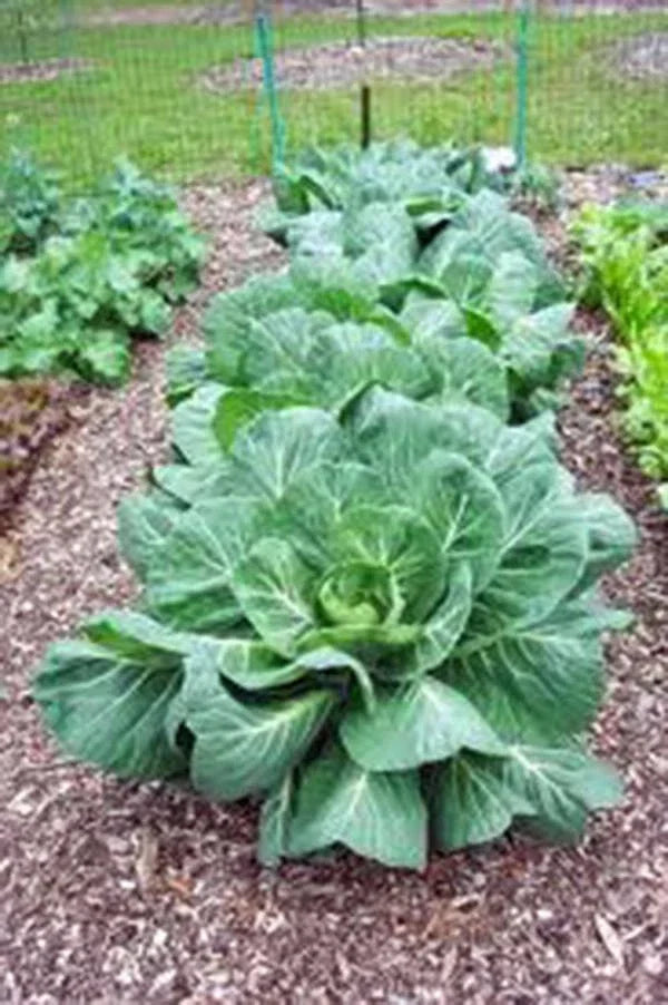 Collard Greens Seeds 1000 Count Vates Heirloom Non-GMO Brassica oleracea for Home Gardening and Healthy Cooking