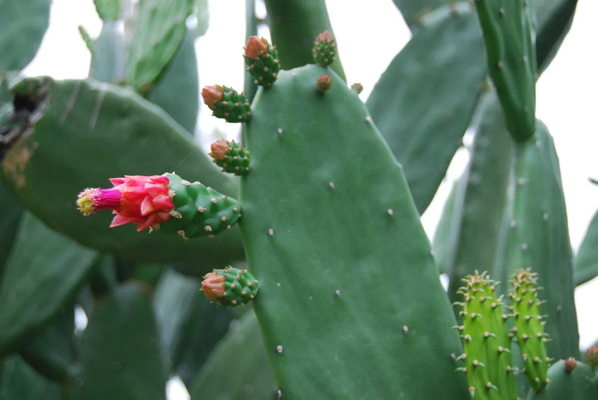 Fresh Bulk Prickly Pear Cactus Edible Pads - Spineless Thornless - Opuntia Ficus-Indica - Easy Care Gardening