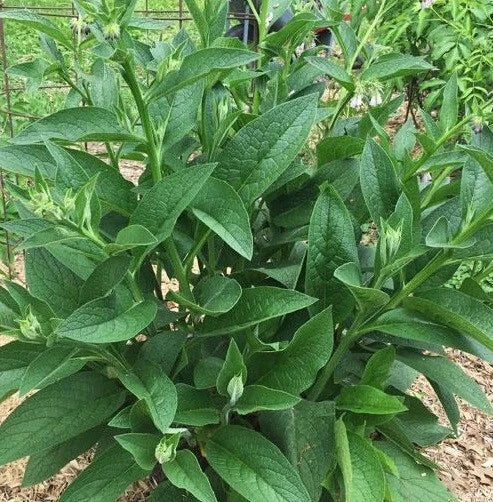 Live Russian Comfrey Root Crowns - Bocking #4 - 2.5 lbs - Symphytum × uplandicum - Organic Herbal Plant for Gardening