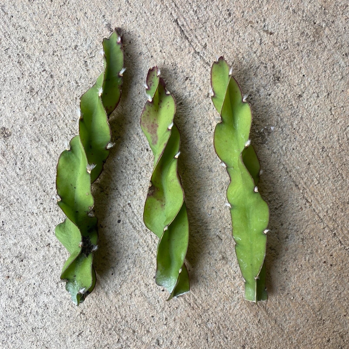Hurricane Cactus Cuttings - 6 Inch Lepismium cruciforme f. spiralis - Unique Indoor Plant for Home Decor