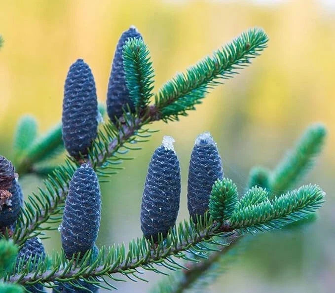Balsam Fir Tree Seedlings 6-12 Inches Tall, Evergreen Abies balsamea, Ideal for Planting and Privacy Screens
