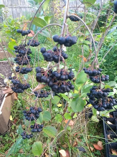 Viking Aronia Berry Plant - Live Dormant Rooted Cutting - Aronia melanocarpa - Hardy Edible Landscaping - Zones 3-8