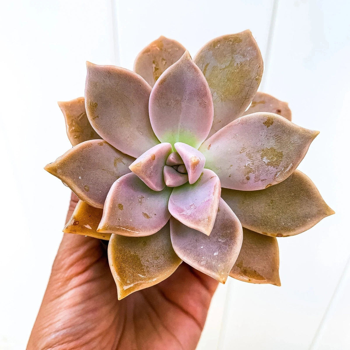 Ghost Plant Succulent, 4-Inch Live Graptopetalum paraguayense, Low Maintenance Indoor Plant, Mother of Pearls, Easy Care