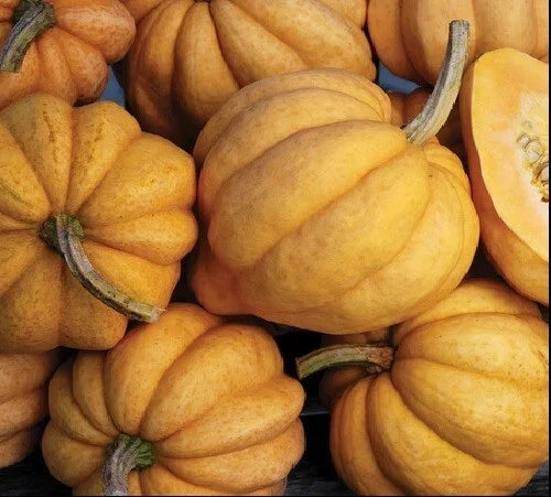 Thelma Sanders Acorn Winter Squash Seeds - 10 Heirloom Seeds, Rare Cucurbita pepo for Home Gardening, Non-GMO