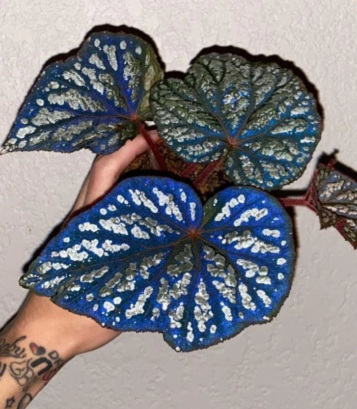 Begonia Rex Betsy 2" Pot - Low Maintenance Houseplant with Striking Foliage - Begonia rex-cultorum 'Betsy'