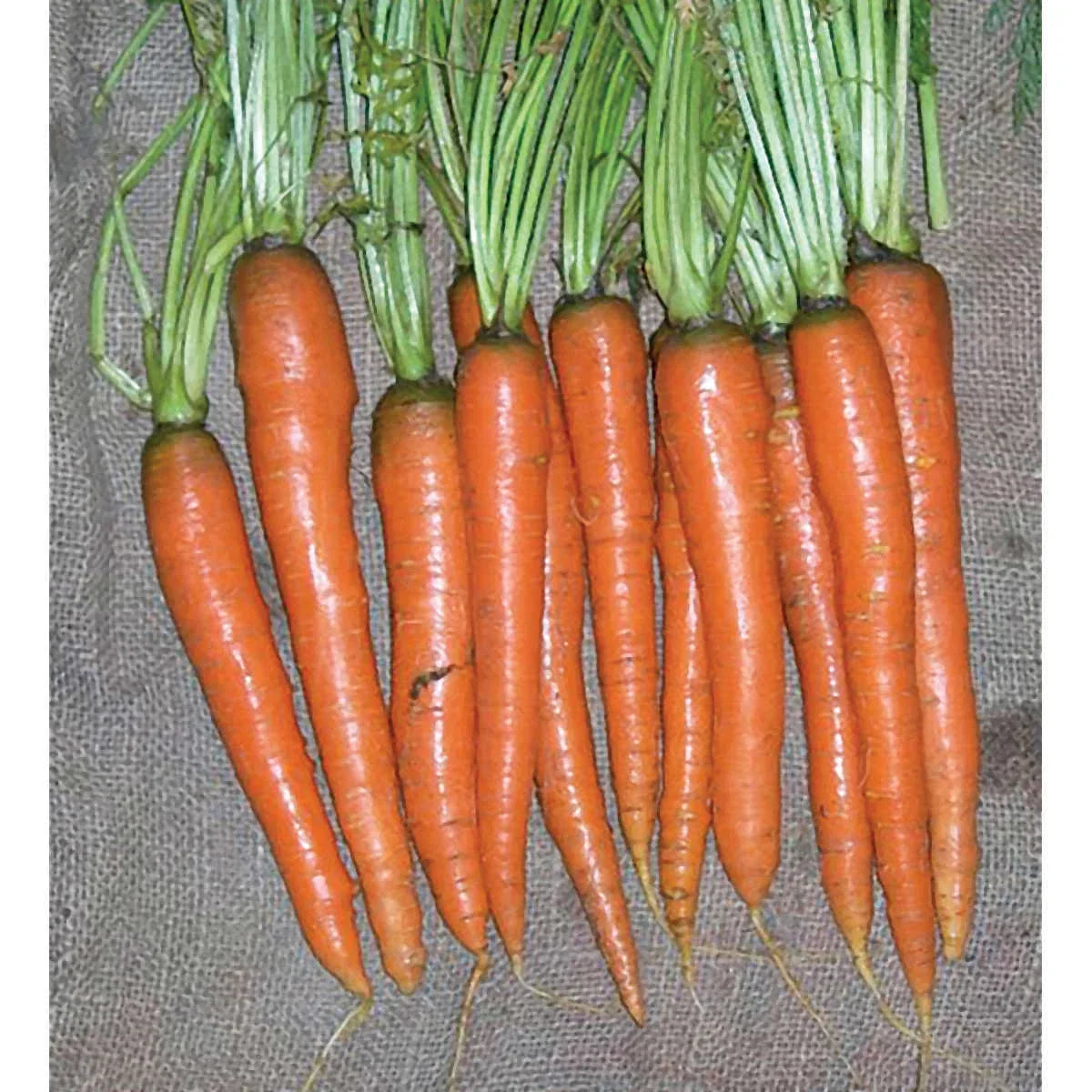 Carrot Seeds - Imperator 58 Variety - Heirloom, Non-GMO - Daucus carota - 500 Seeds for Home Gardening & Farming