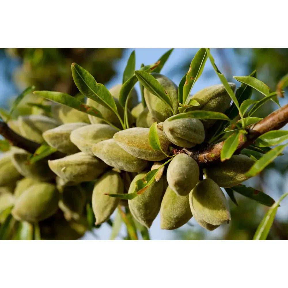 All-In-One Almond Tree Bare Root 3 Ft Self Pollinating Prunus dulcis Heavy Producing Nuts for Home Garden
