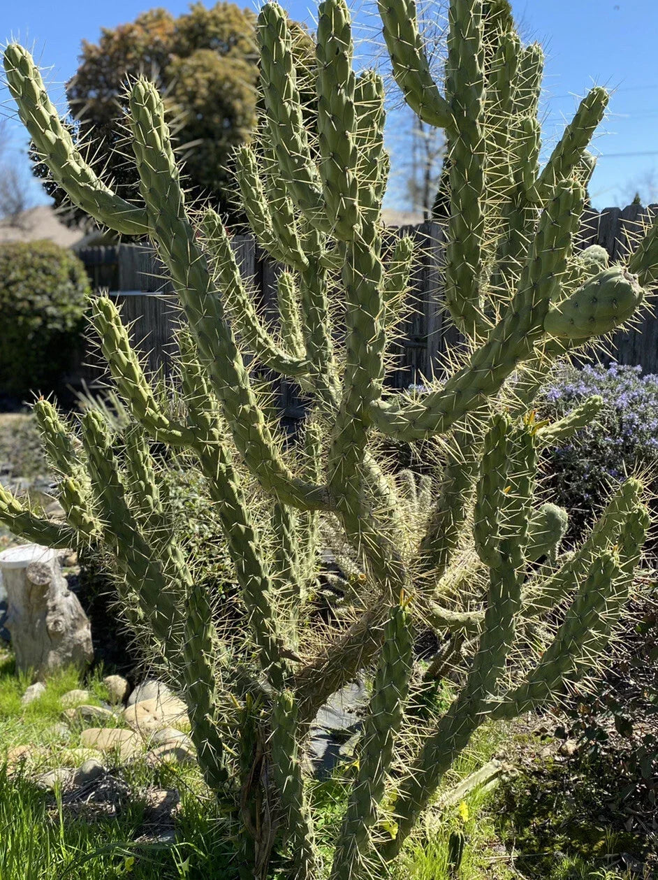 4 Inch Cuttings Opuntia Subulata Eve’s Needle Cactus - Drought-Tolerant Succulent Plant for Home Decor - Low Maintenance