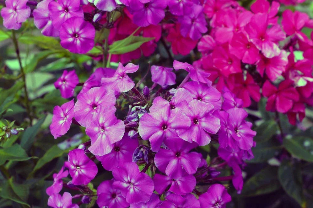 Le Mahdi Phlox Seeds - 100+ Non-GMO Seeds - Vibrant Pink, White, Purple Blooms - Phlox paniculata - USA Quality
