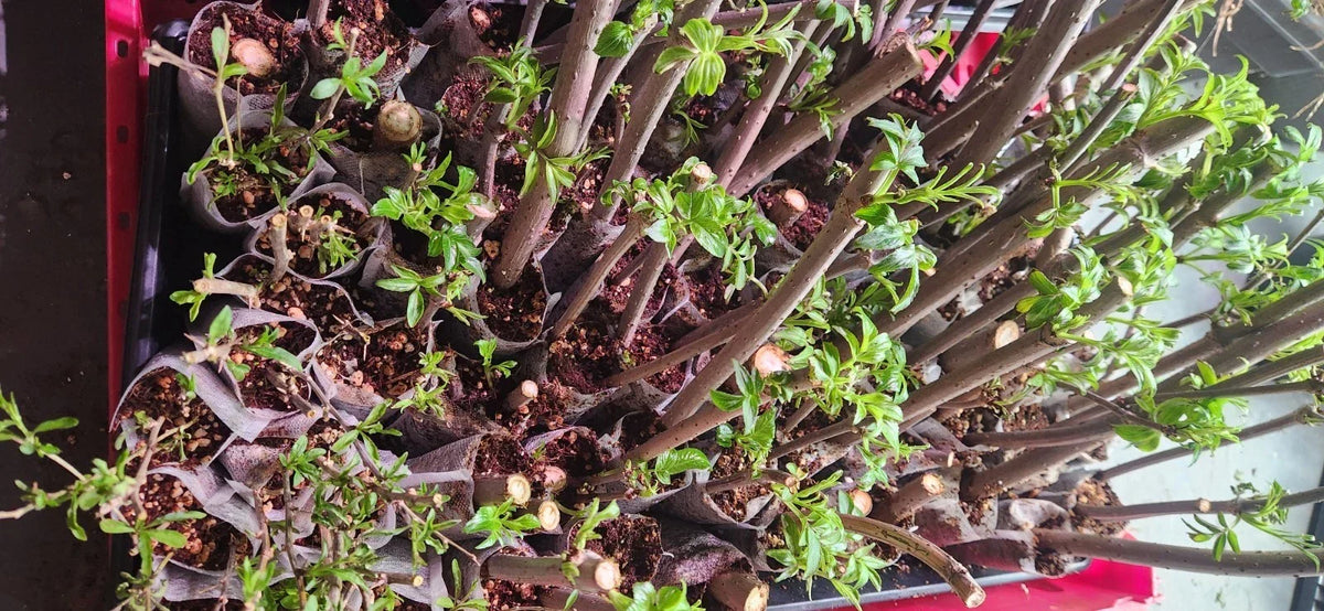 Elderberry Cuttings 10 Unrooted Organic Sambucus Plants for Gardening - High-Yield, Healthy, Easy to Grow