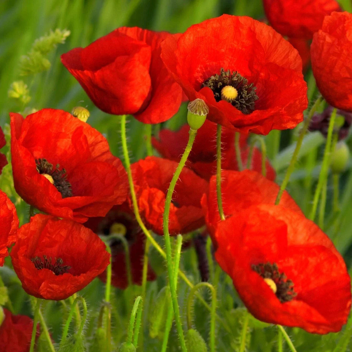 Red Poppy Seeds 1/4 Lb Mylar Packet - Papaver rhoeas - Premium Wildflower Seeds for Gardens and Pollinators