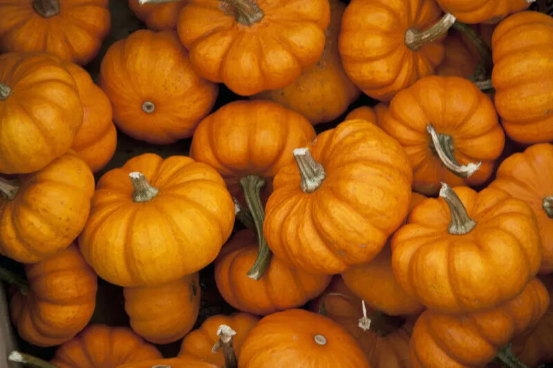 Jack Be Little Pumpkin Seeds - 15+ Non-GMO Miniature Tiny Orange Pumpkins - Cucurbita pepo - Perfect for Decor & Cooking