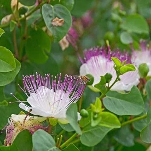 Heirloom Caper Bush Seeds - 5 Seeds - Non-GMO Mediterranean Flavor - Capparis spinosa - Culinary Garden Essential