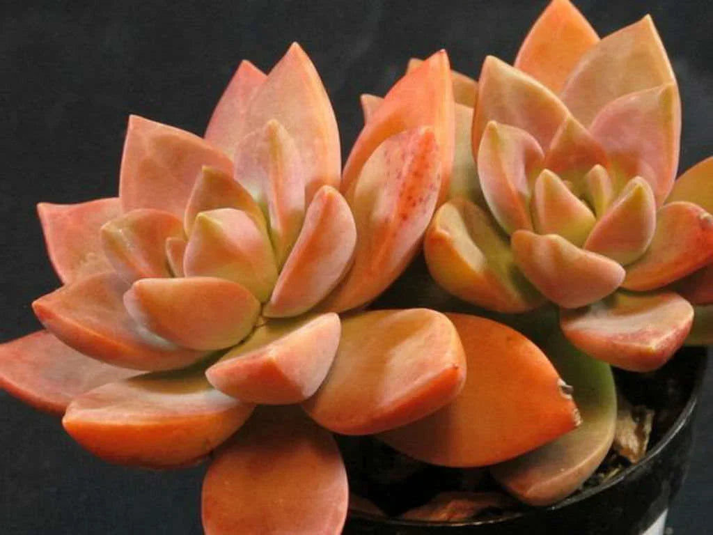 Graptopetalum California Sunset Succulent - 4" Colorful Plant, Low Maintenance, Indoor/Outdoor, Drought-Tolerant, Vibrant Foliage