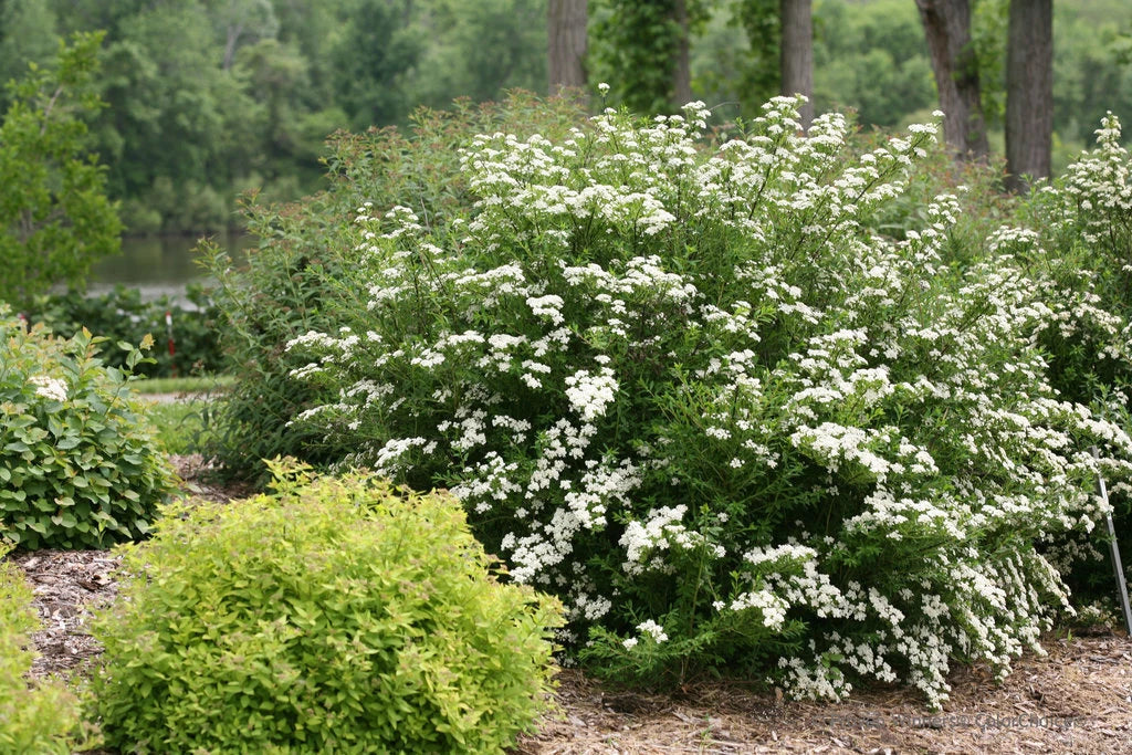 White Wedding Cake Spirea Cuttings Set, 10 Unrooted 6-8" Cuttings, Spiraea prunifolia, Hardy Zones 5-9, DIY Garden Decor