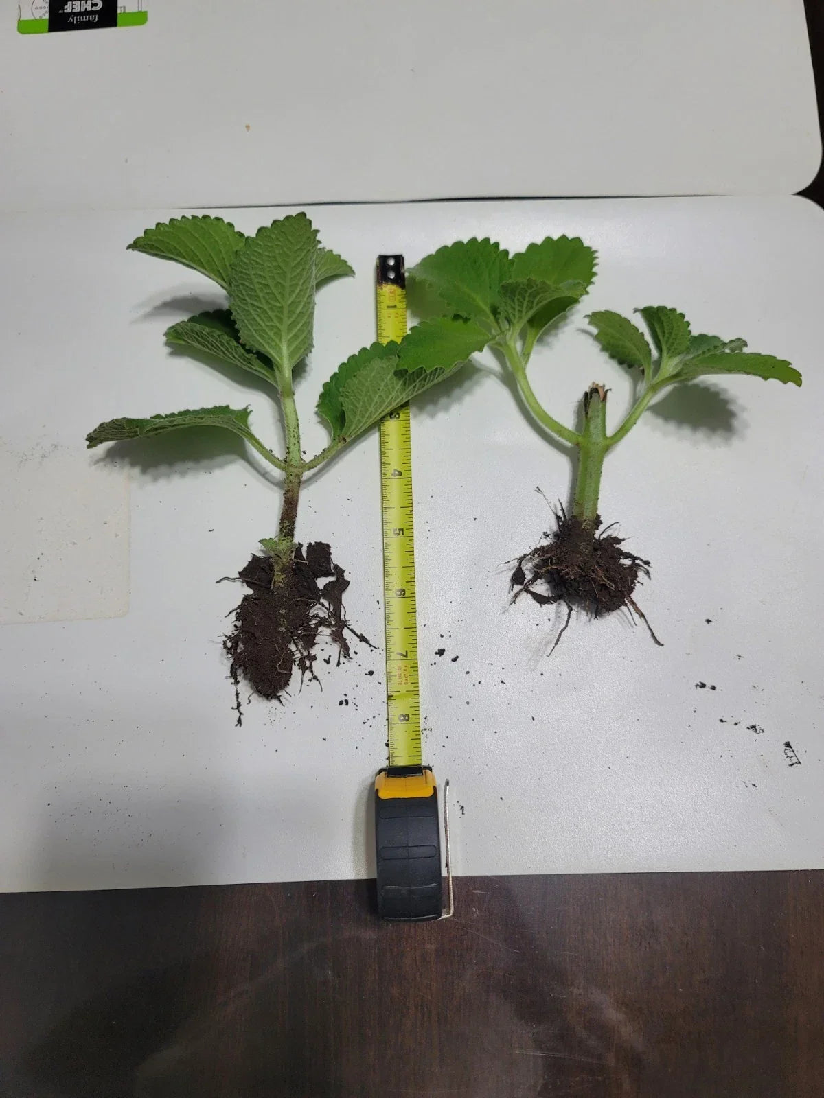 Cuban Oregano 2-Pack Live Plants - Mexican Mint, Spanish Thyme - Plectranthus amboinicus - Well-Rooted Perennial Herb