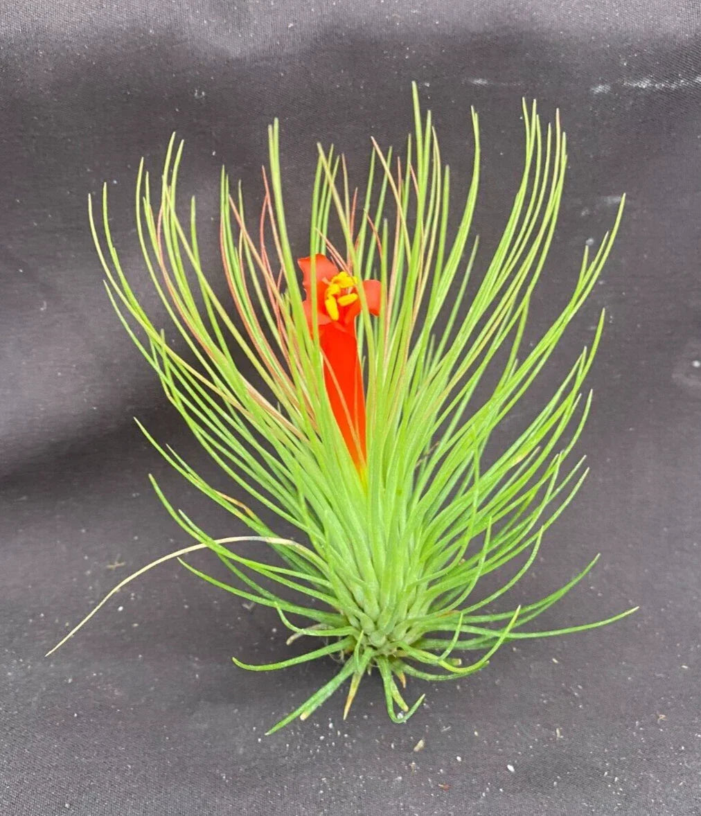 Shaving Brush Air Plant - Tillandsia andreana - Unique Texture, Low Maintenance Indoor Plant, Perfect for Terrariums