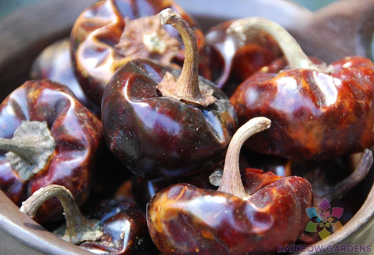 Cascabel Chile Hot Pepper Seeds - 25+ Non-GMO Seeds - Capsicum annuum - Ideal for Garden Planting and Culinary Use