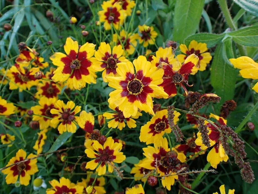 Coreopsis Seeds - Bulk Pack - Plains Variety - Coreopsis tinctoria - Non-GMO, Attracts Pollinators, Easy to Grow