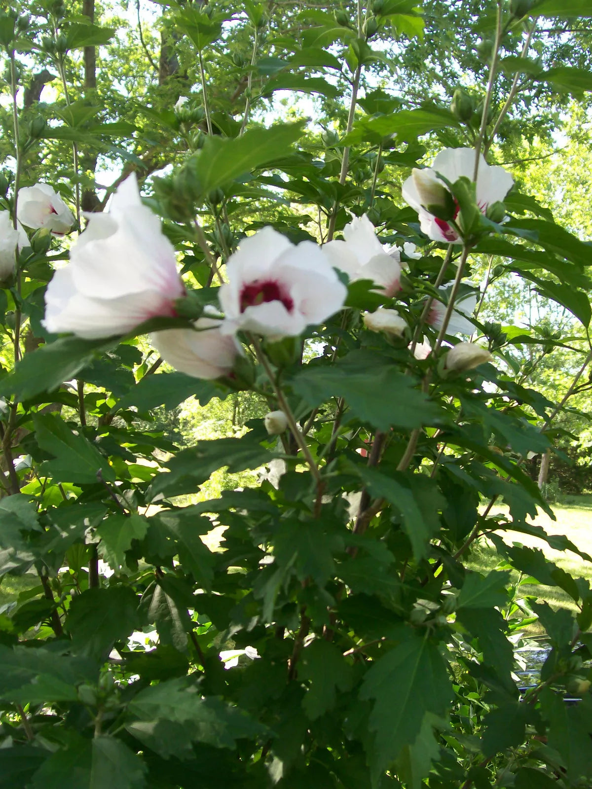 Rose of Sharon Plants Set of 4, Mixed Colors, Hibiscus syriacus, Hardy Zones 5-9, 2-3 Years Old, Starter Plants