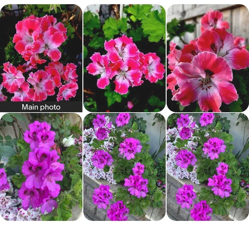 Rare Geranium Plants Set of 2 Potted - Unique Varieties Pelargonium spp. for Garden Decor and Pollinator Attraction