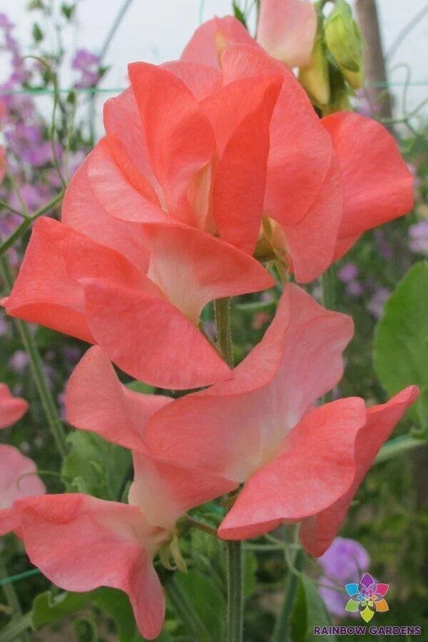 Patti Sweet Pea Seeds - 50+ Non-GMO Garden Seeds - Lathyrus odoratus - Colorful Climbing Vines for Pollinator-Friendly Gardens