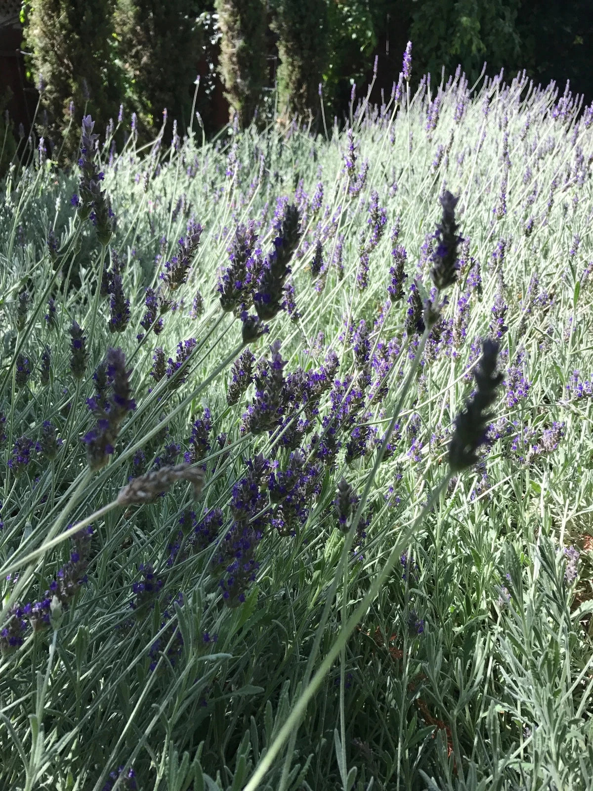 Organic Live Lavender Cuttings - Fresh California USA - Lavandula angustifolia - Aromatic Purple Blooms for Gardens