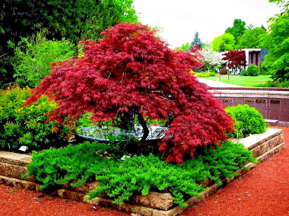 Dwarf Maple Tree Seeds 10 Pack - Japanese Red Linear Leaf (Acer Scolopendrifolium) for Bonsai Gardening