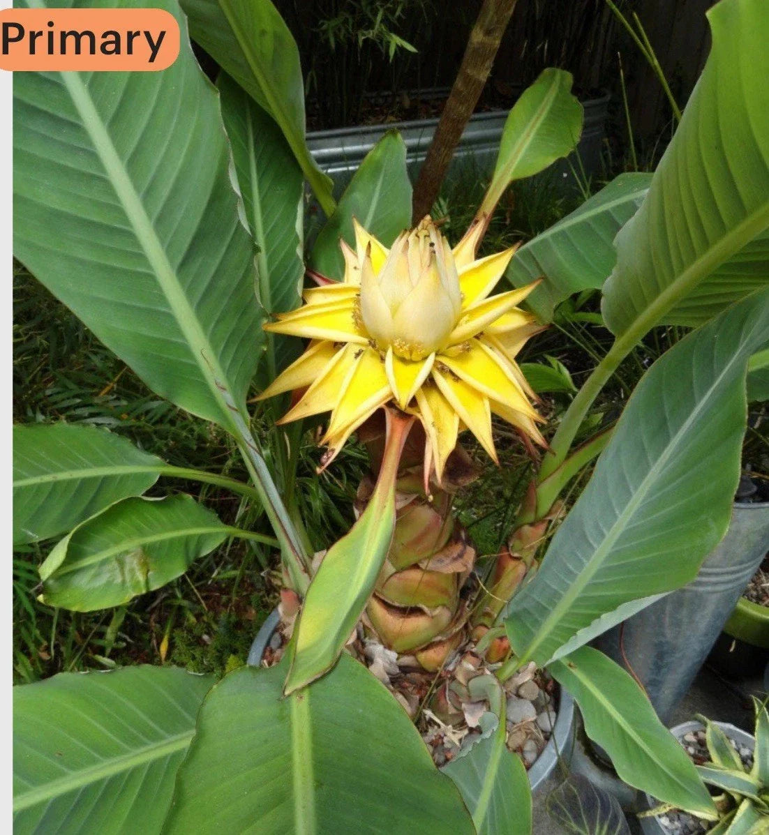 Live Starter Plant - Chinese Dwarf Yellow Banana - Musella Lasiocarpa - Tropical Garden & Indoor Decor