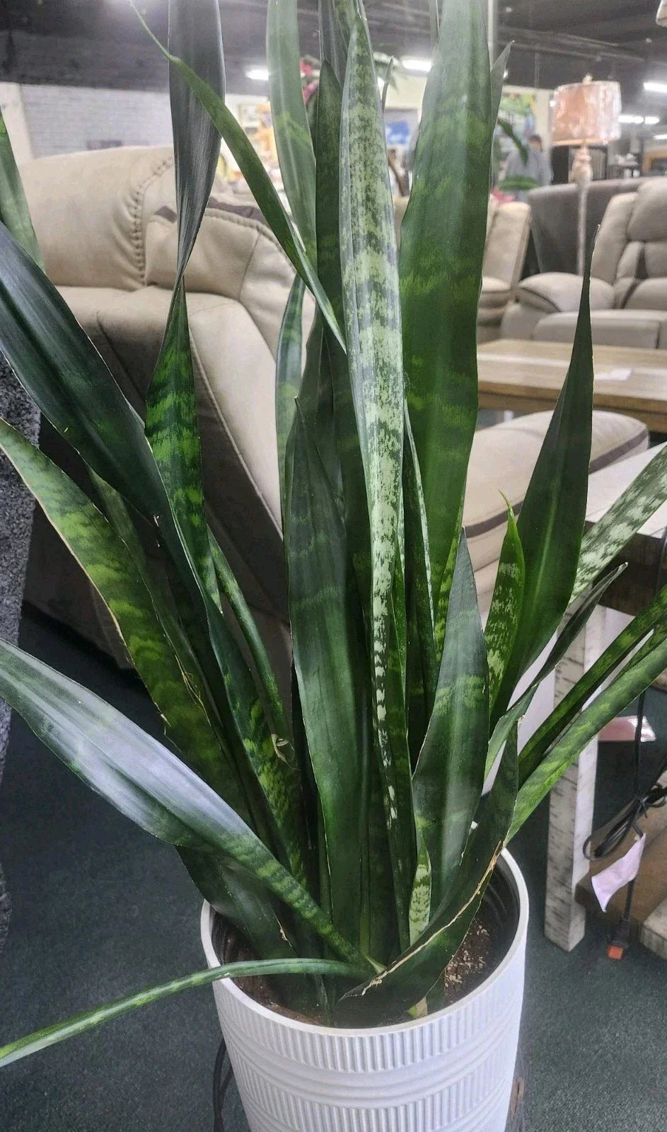 Sansevieria Snake Plant Leaf Cuttings - 4 Varieties - Indoor Houseplant Cuttings - Sansevieria trifasciata