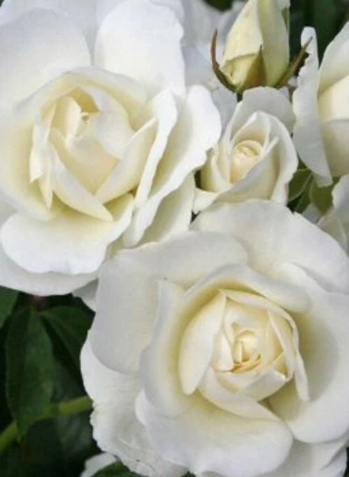 Iceberg Rose Cuttings - 6 Unrooted, Easy-to-Root Cuttings - Rosa 'Iceberg' - White Blooms for Garden Propagation