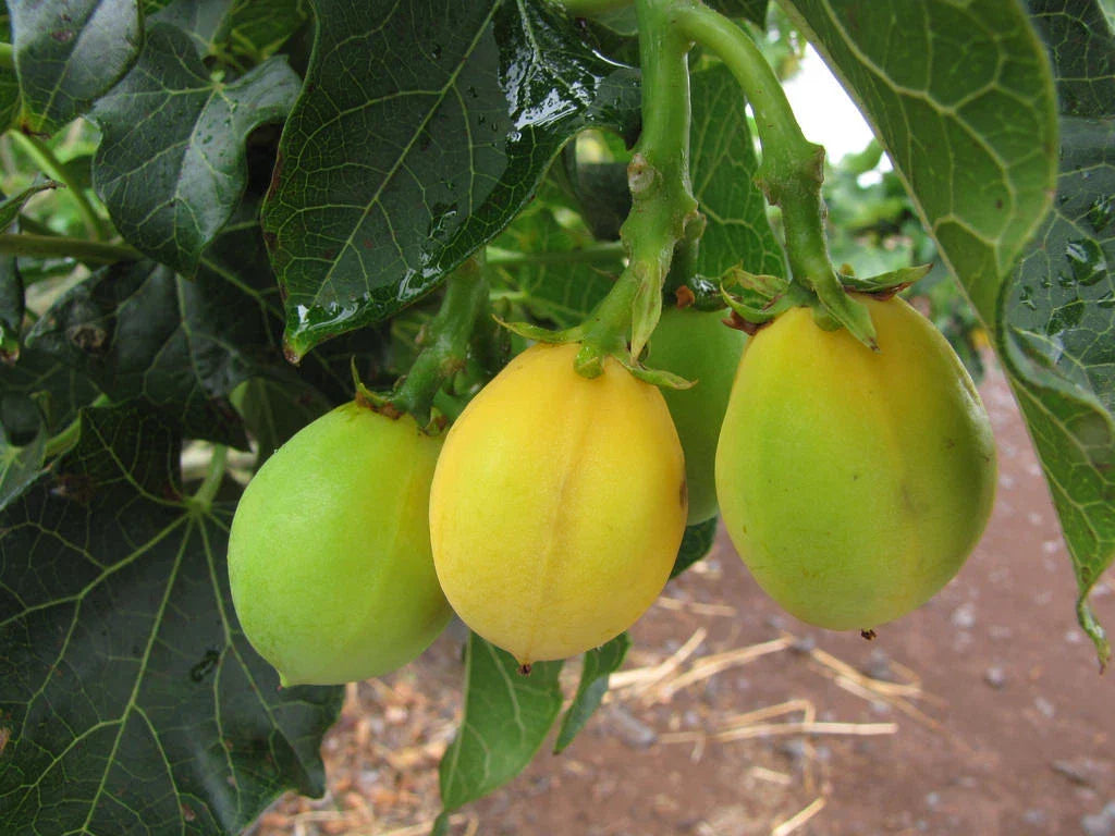 50 Seeds Jatropha Curcas - Rare Physic Nut, Drought Tolerant, Barbados Variety - Eco-Friendly Gardening