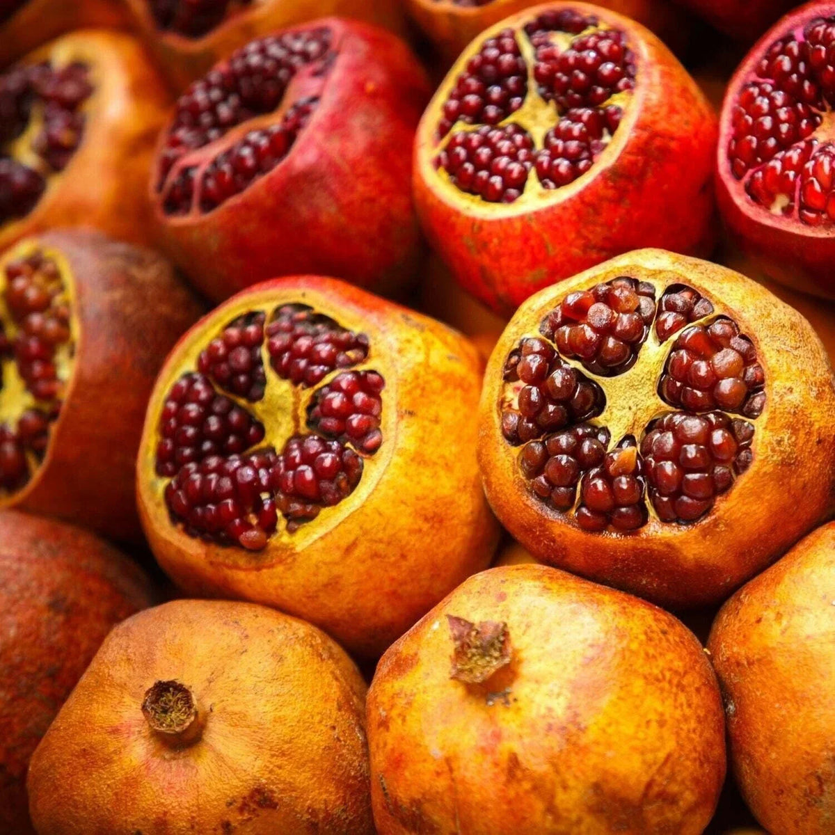 Sirenevyi Pomegranate Live Plant - 3-Inch Pot - Punica granatum - Exotic Fruit Variety for Home Gardens and Indoor Spaces