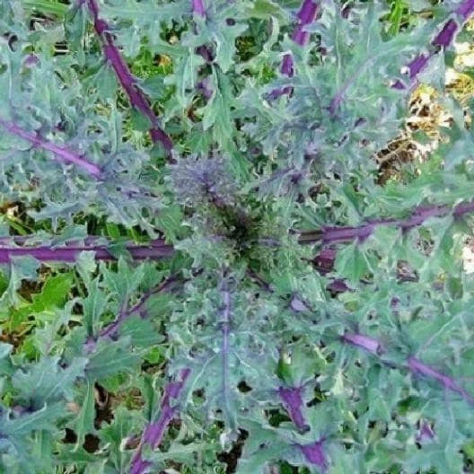 Red Russian Kale Seeds Packet - Non-GMO Heirloom Vegetable Seeds - Brassica Napus Var. Pabularia for Home Garden