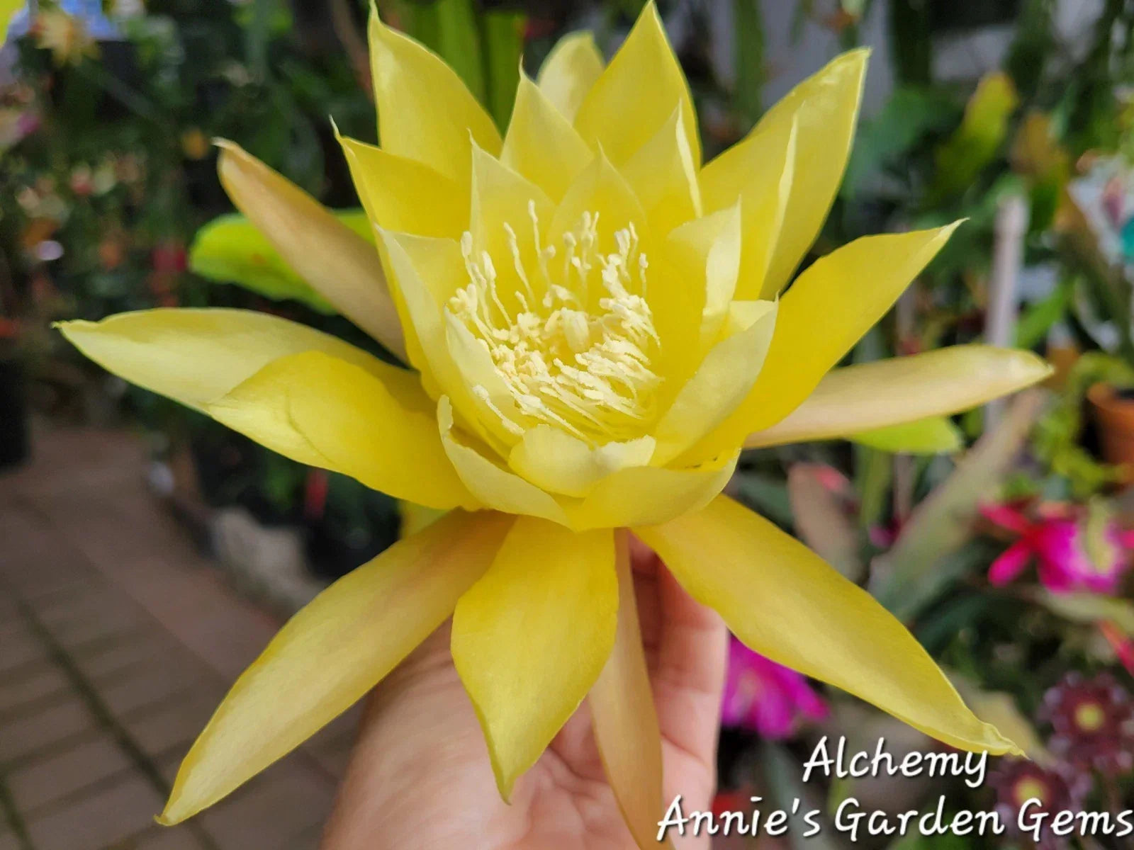 Epiphyllum Cuttings - Unrooted 8-10 inches - Alchemy Variety - Epiphyllum spp. - Perfect for Propagation & Plant Lovers