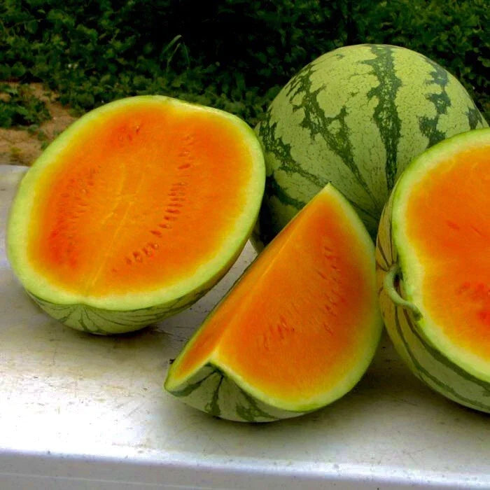 25+ Sweet Orange Watermelon Seeds - Non-GMO Heirloom - Citrullus lanatus - Juicy, Vibrant Orange Flesh for Home Gardening