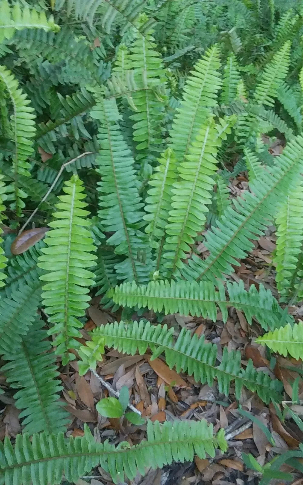 10 Rooted Live Boston Fern Plants, Organic Evergreen, Nephrolepis exaltata, Tropical Garden Decor