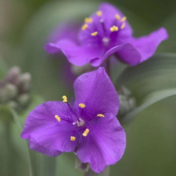 Tradescantia Plant - Concord Grape Variety - Hardy Perennial with Purple Flowers - Tradescantia × andersoniana - Potted Plant