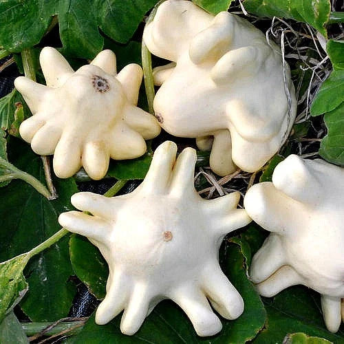 Yugoslavian Finger Squash Seeds - Heirloom Cucurbita pepo for Home Gardening - Unique Green Fruits - Non-GMO