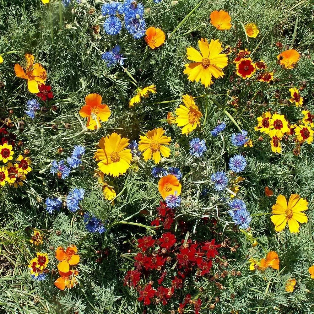 Gulf Coast Wildflower Seed Mix, 24 Assorted Packets, Native Wildflowers for Texas, Eco-Friendly Gardening, Various Species
