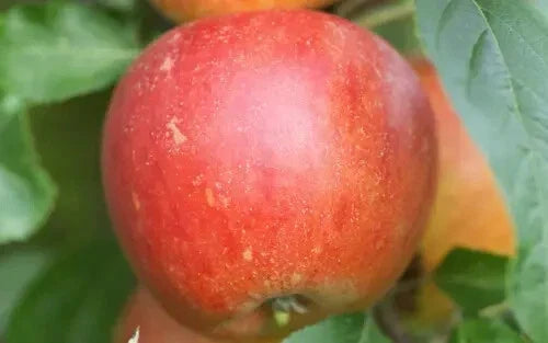 Queen Cox Apple Seeds - 25+ Pack - Malus domestica - Non-GMO, Heirloom, USA Grown for Home Garden Planting
