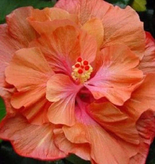Hibiscus Seeds - 20 Double Orange Pink Perennial Flower Seeds - Hibiscus rosa-sinensis - Vibrant Tropical Blooms